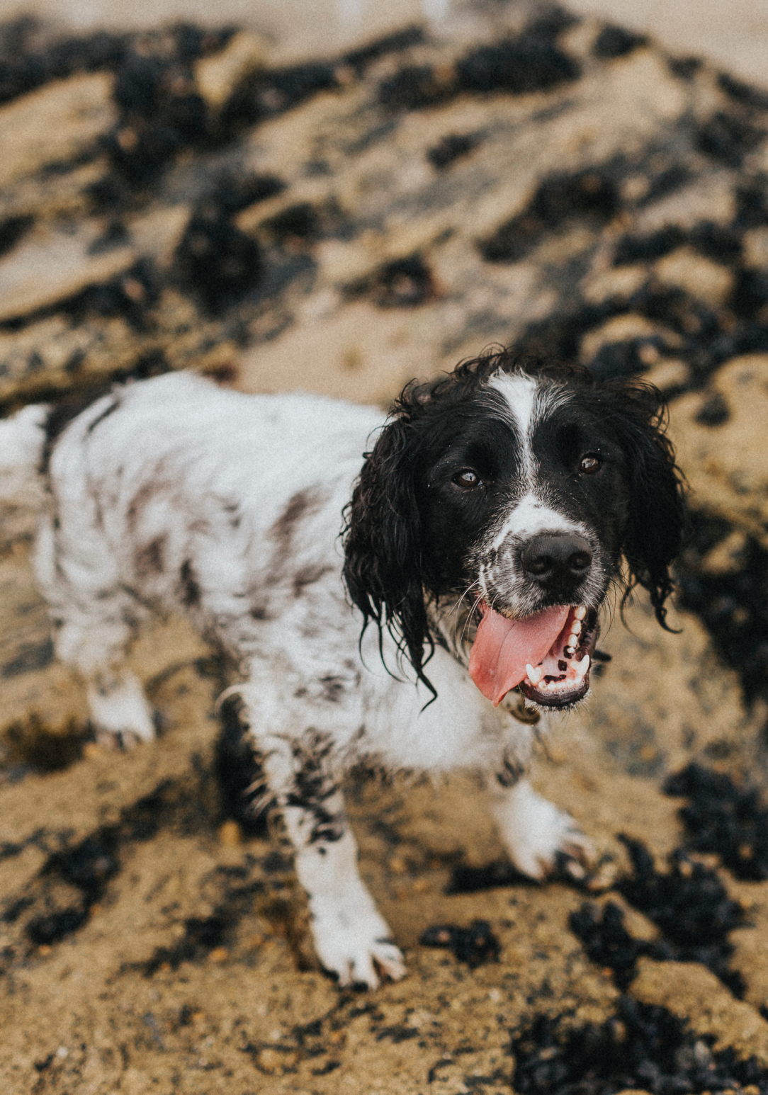 Sandy dog on coastal terrain.