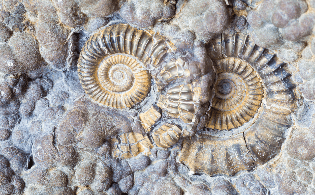 Fossil in ground
